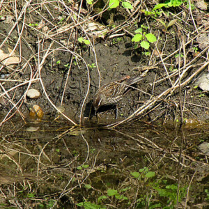 Female Redwinged Blackbird Female Redwinged Blackbird