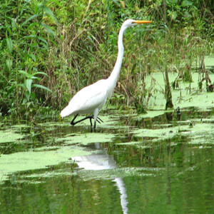 Great Egret with reflection in the Delaware Canal Great Egret