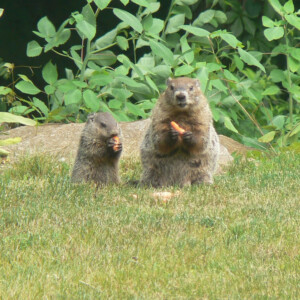 Groundhogs