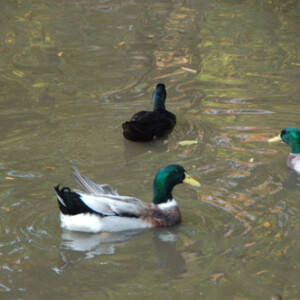 Male Mallards Male Mallards