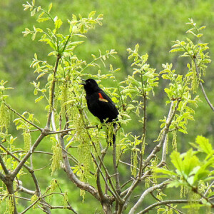 Redwinged Black Bird Redwinged Black Bird