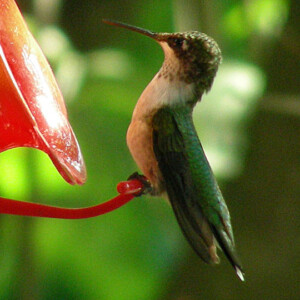 Ruby Throated Hummingbird Ruby Throated Hummingbird