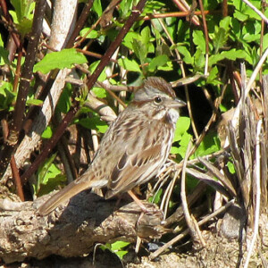 Song Sparrow Song Sparrow