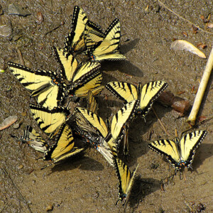 Tiger Swallow Tail Butterflies