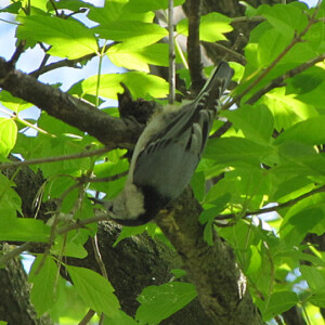 White Breasted Nuthatch White Breasted Nuthatch