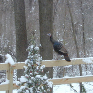 Wild Turkey wild turkey