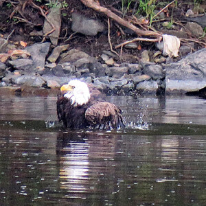 Bald Eagle taking a bath in the Delaware River Bald Eagle taking a bath in the Delaware River