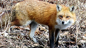 red fox at Wy Hit Tuk park